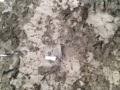 Granit de cristo monte importés plaques polies